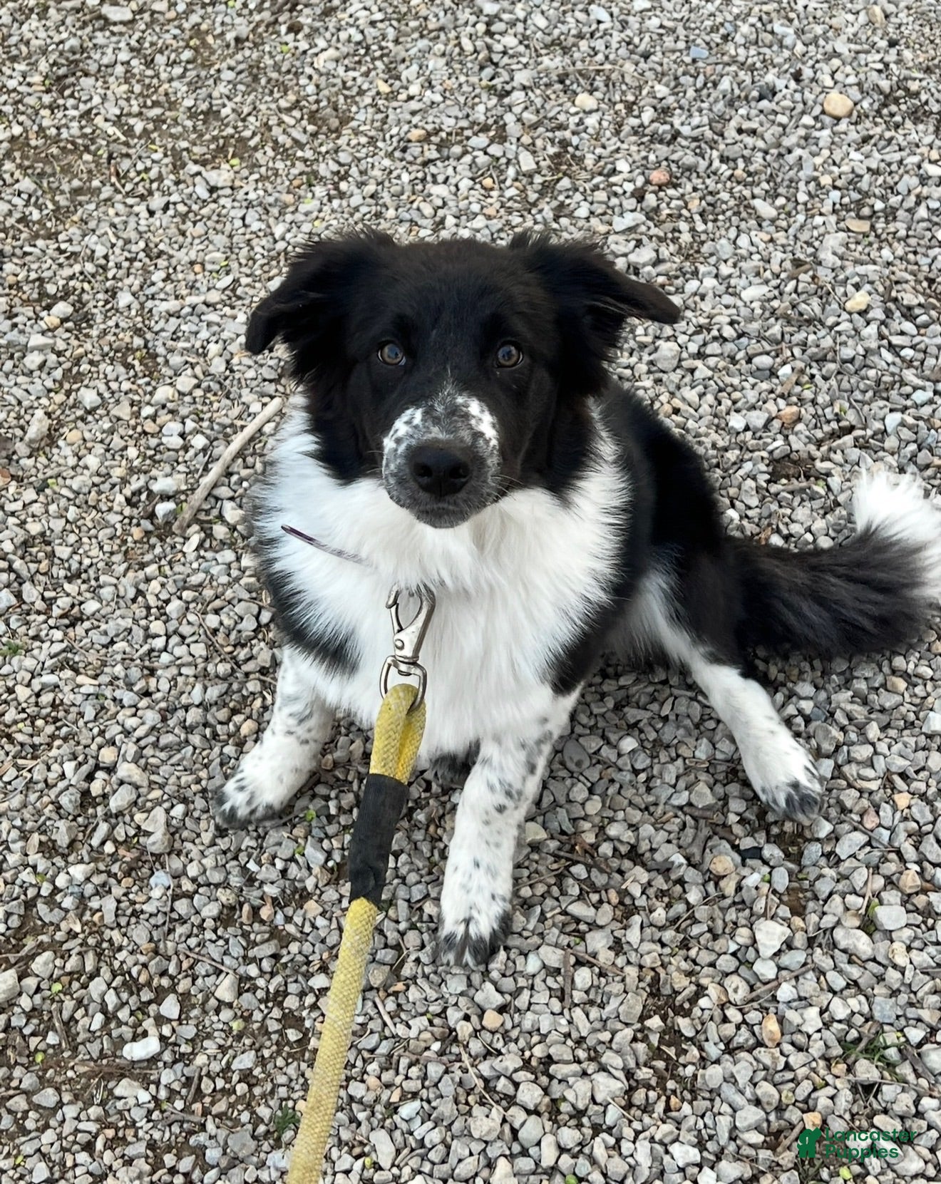 Border Collie dogs Border Collie 1 - Ad 1