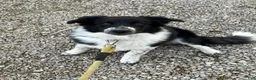 Border Collie dogs for sale: Border Collie 1 - Ad 1