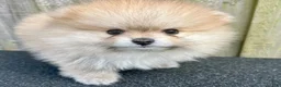 Pomeranian dogs for sale: Kayla - Ad 12