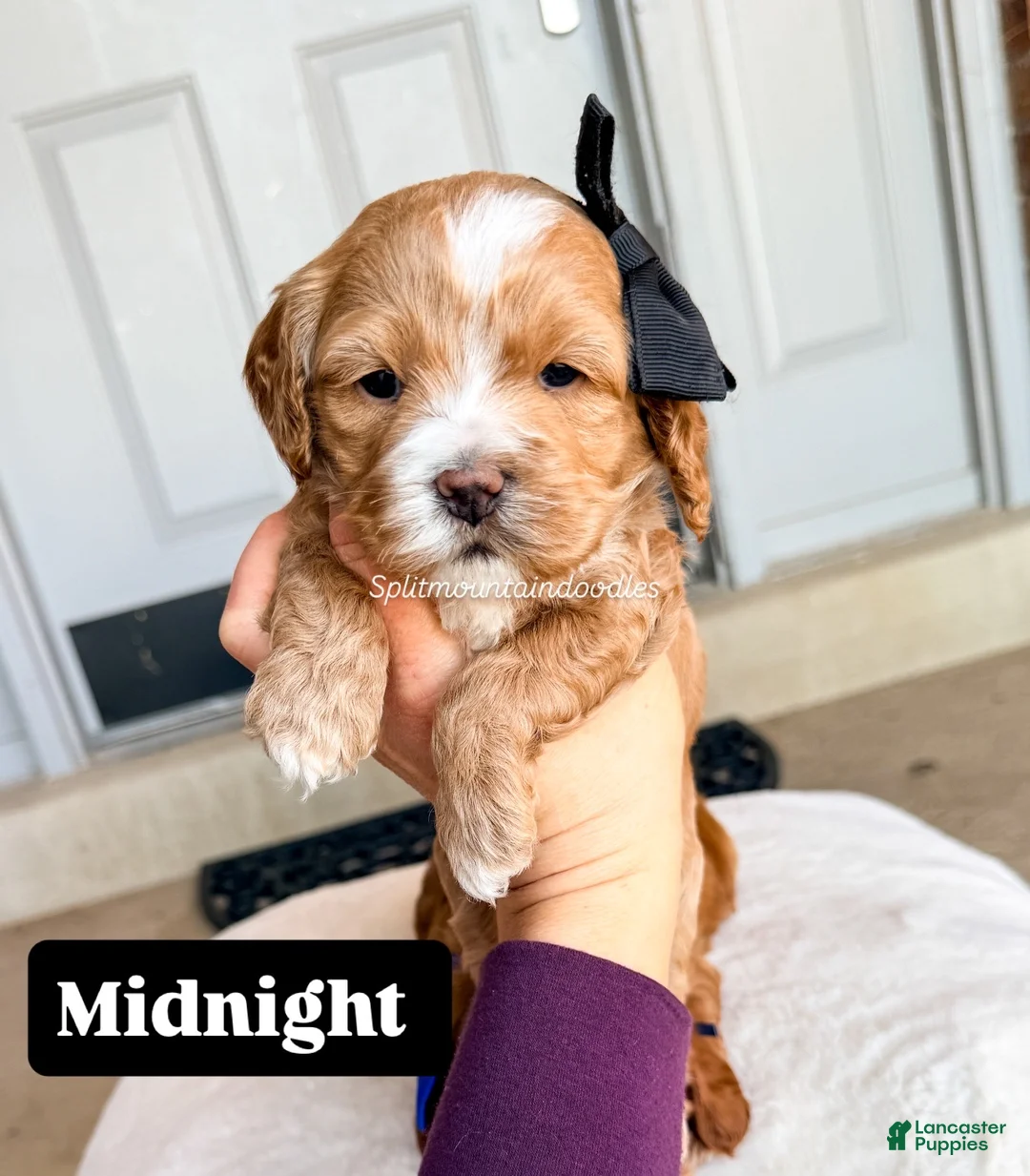 Mixed Breed dogs for sale: Midnight - Ad 1