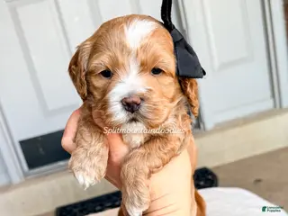 Mixed Breed dogs Midnight - Ad 1