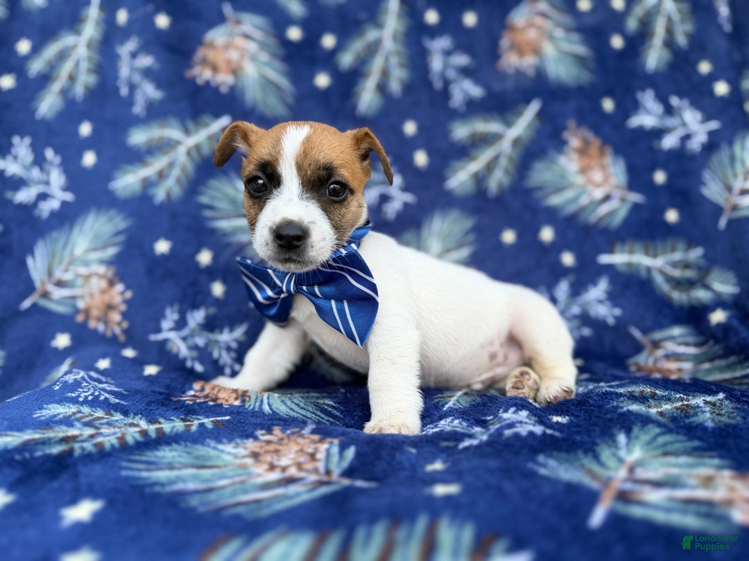Jack Russell Terrier dogs for sale: Banjo - Ad 3