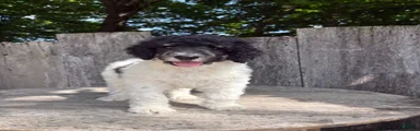 Sage AKC standard poodle
