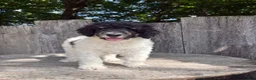 Standard Poodle dogs for sale: Sage AKC standard poodle - Ad 1