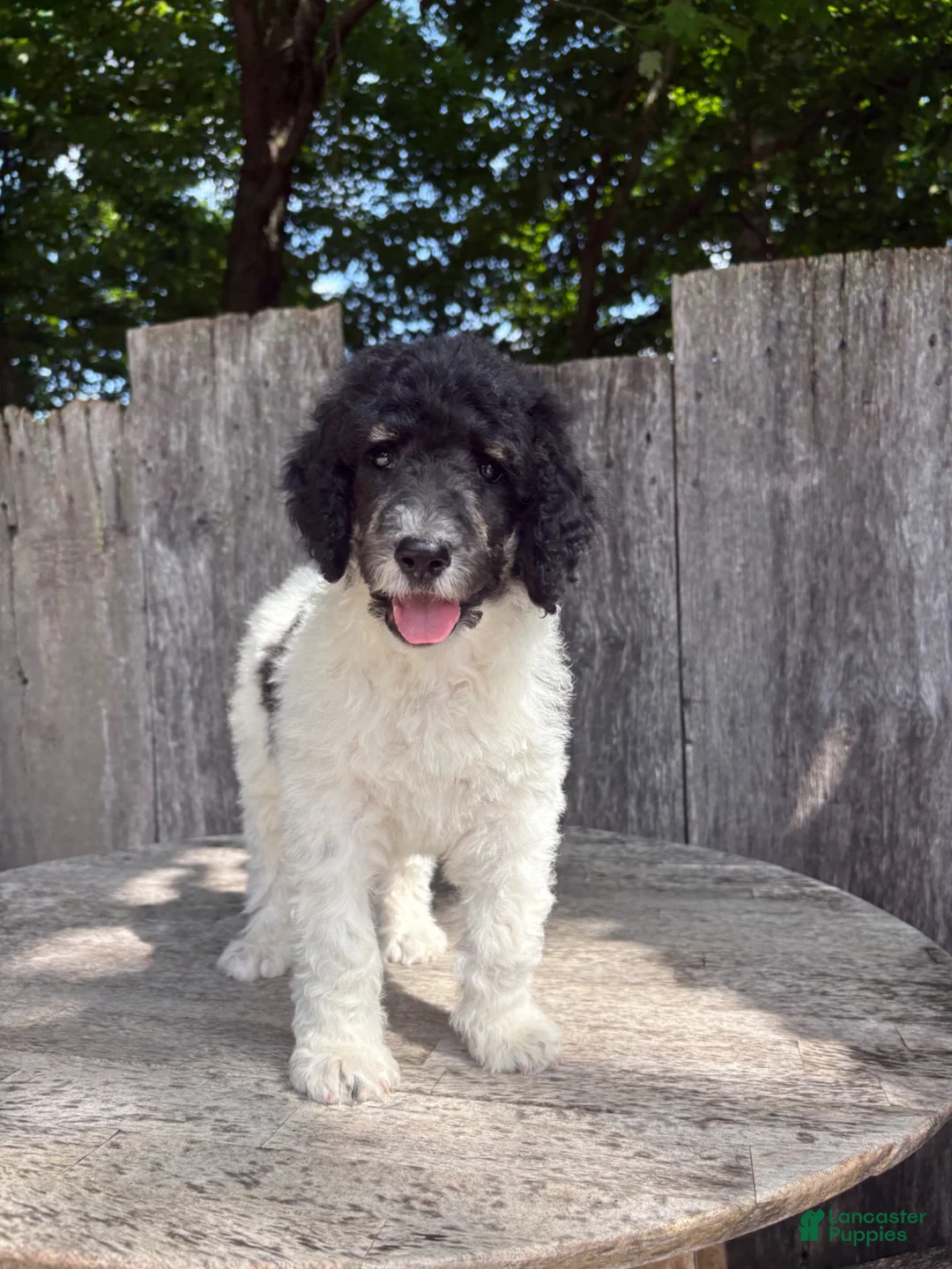 Standard Poodle dogs for sale: Sage AKC standard poodle - Ad 1