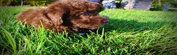 Havapoo dogs for sale: Emily - Ad 12