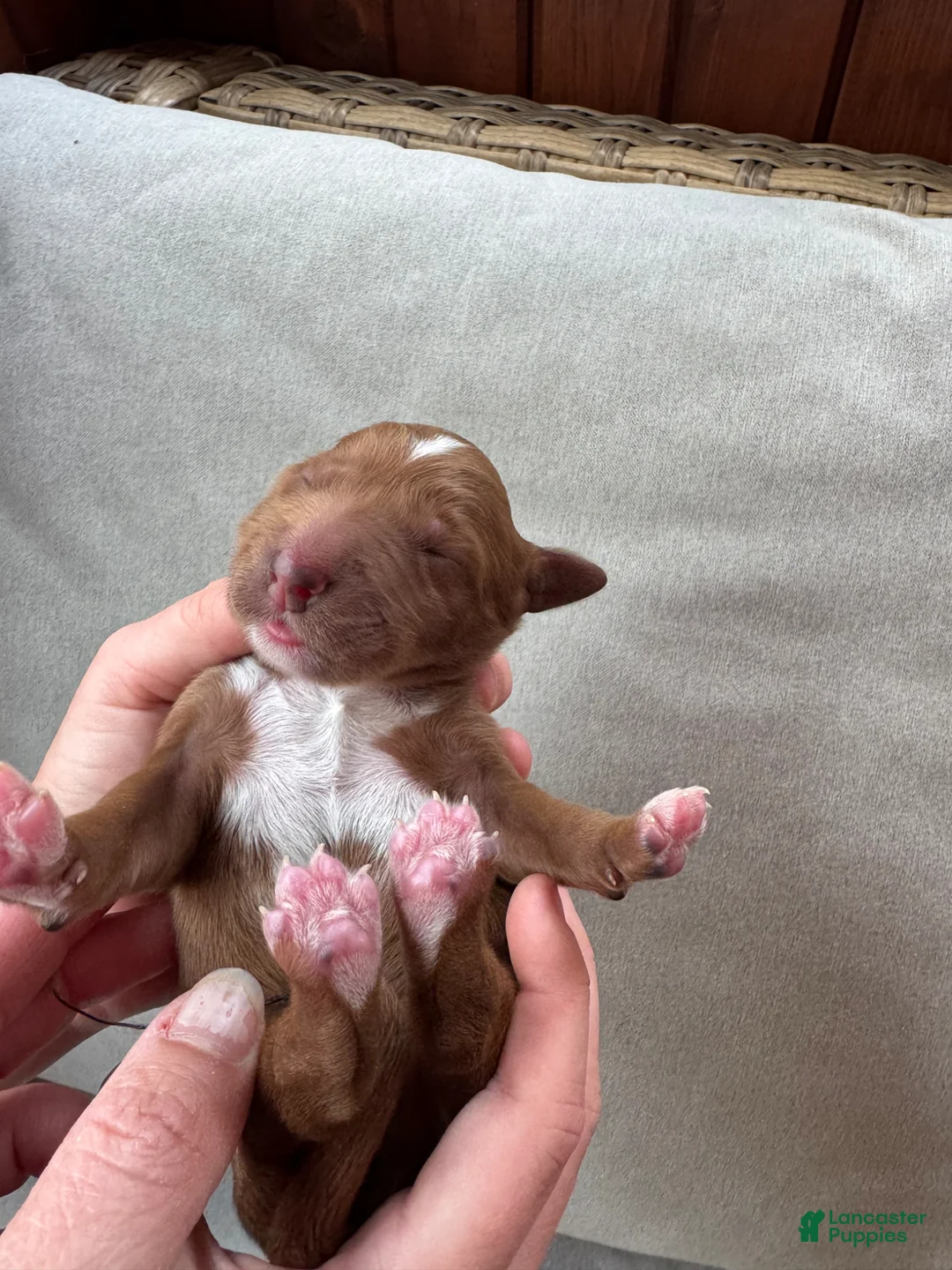 Mixed Breed dogs for sale: Goldendoodle Puppy 3 - Ad 1
