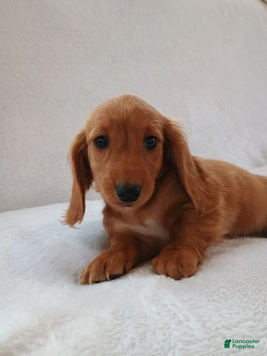 Miniature Dachshund dogs for sale: Sally  - Ad 3