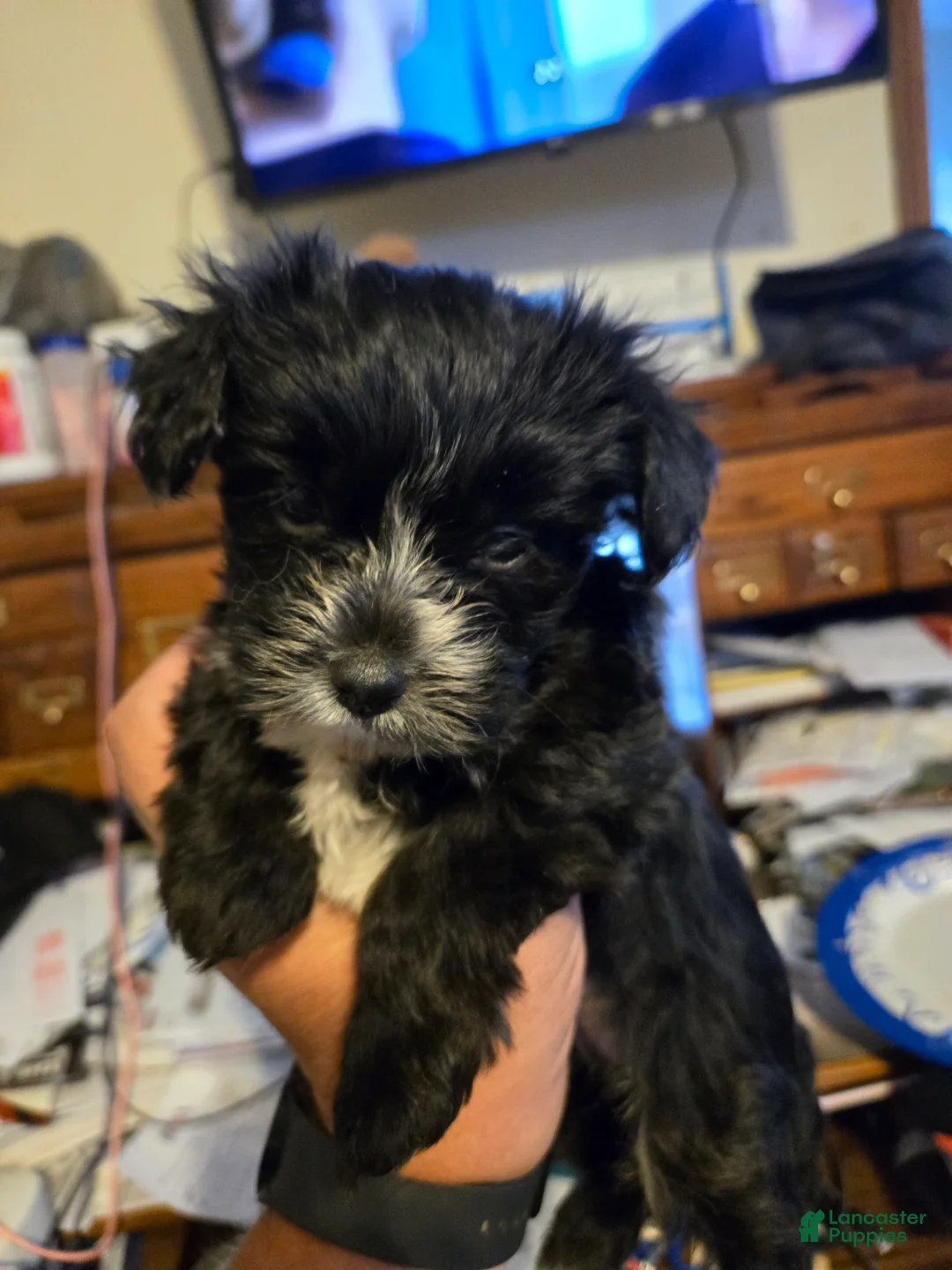 Mixed Breed dogs for sale: Mixed Breed Puppy 1 - Ad 1