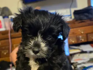 Mixed Breed dogs Mixed Breed Puppy 1 - Ad 18