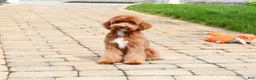 Cavapoo dogs for sale: Charles  - Ad 4