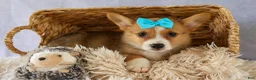 Welsh Corgi Pembroke dogs for sale: Yack 🐶  - Ad 14