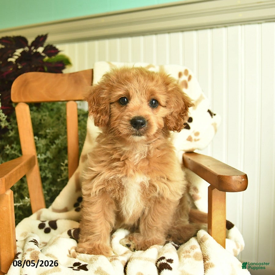 Shihpoo dogs Mindy  - Ad 2