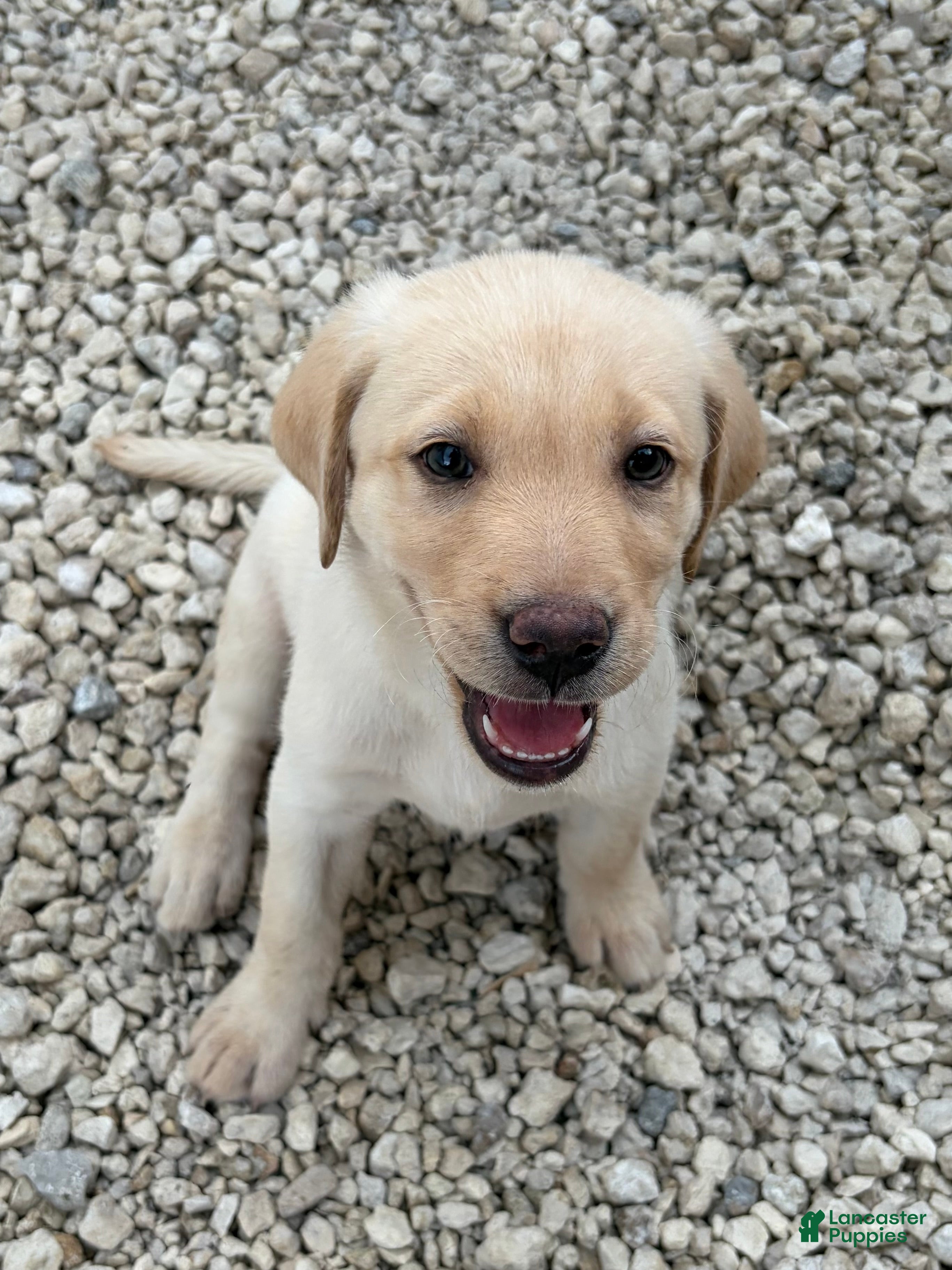 Labrador Retriever dogs Labrador Retriever Puppy 1 - Ad 1
