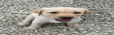 Labrador Retriever Puppy 1