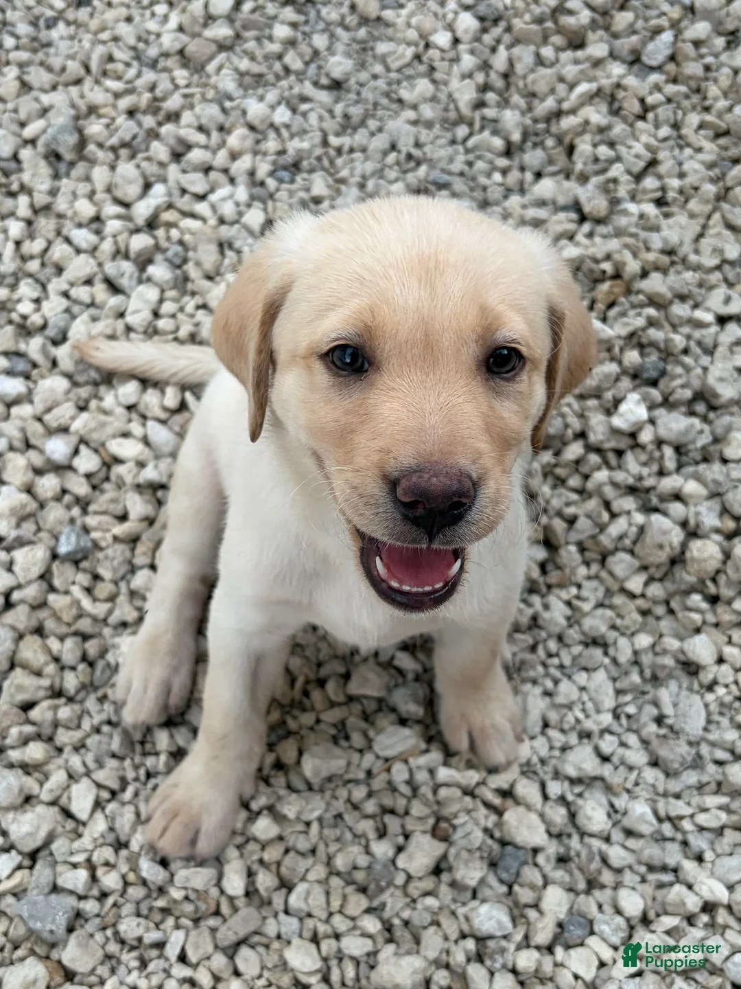 Labrador Retriever dogs for sale: Labrador Retriever Puppy 1 - Ad 1