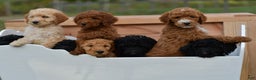 Standard Poodle dogs for sale: Clifford  - Ad 9