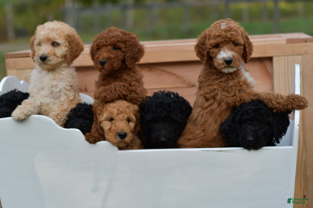 Standard Poodle dogs for sale: Clifford  - Ad 9