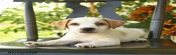 Jack Russell Terrier dogs for sale: Parker  - Ad 3