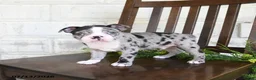 Boston Terrier dogs for sale: Ikey - Ad 5