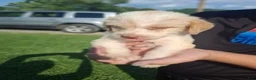 Labradoodle dogs for sale: 2 females - Ad 9