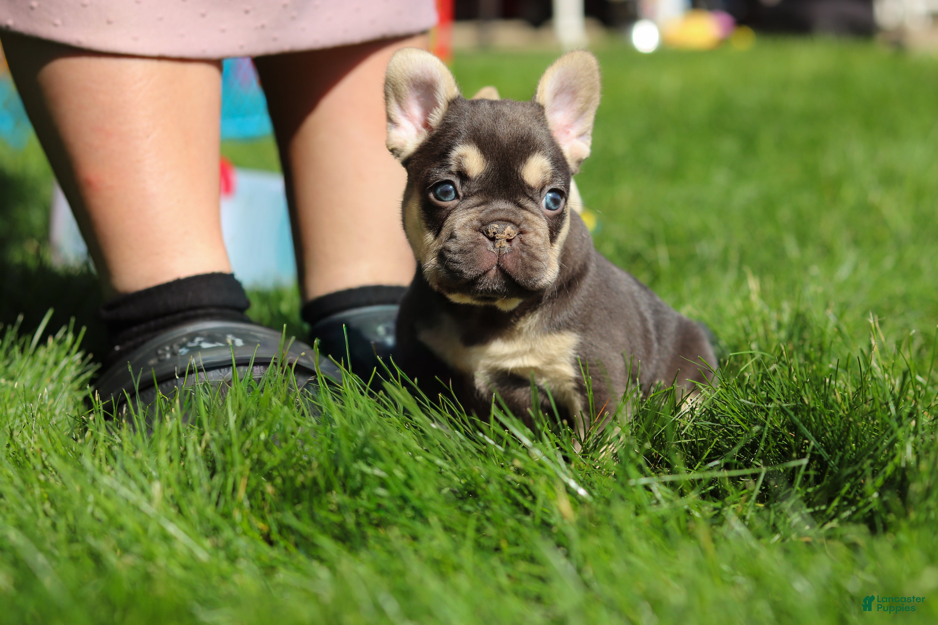 French Bulldog dogs for sale: Chase - Ad 14