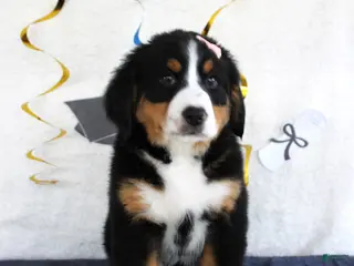 Bernese Mountain Dog dogs Mercy - Ad 35