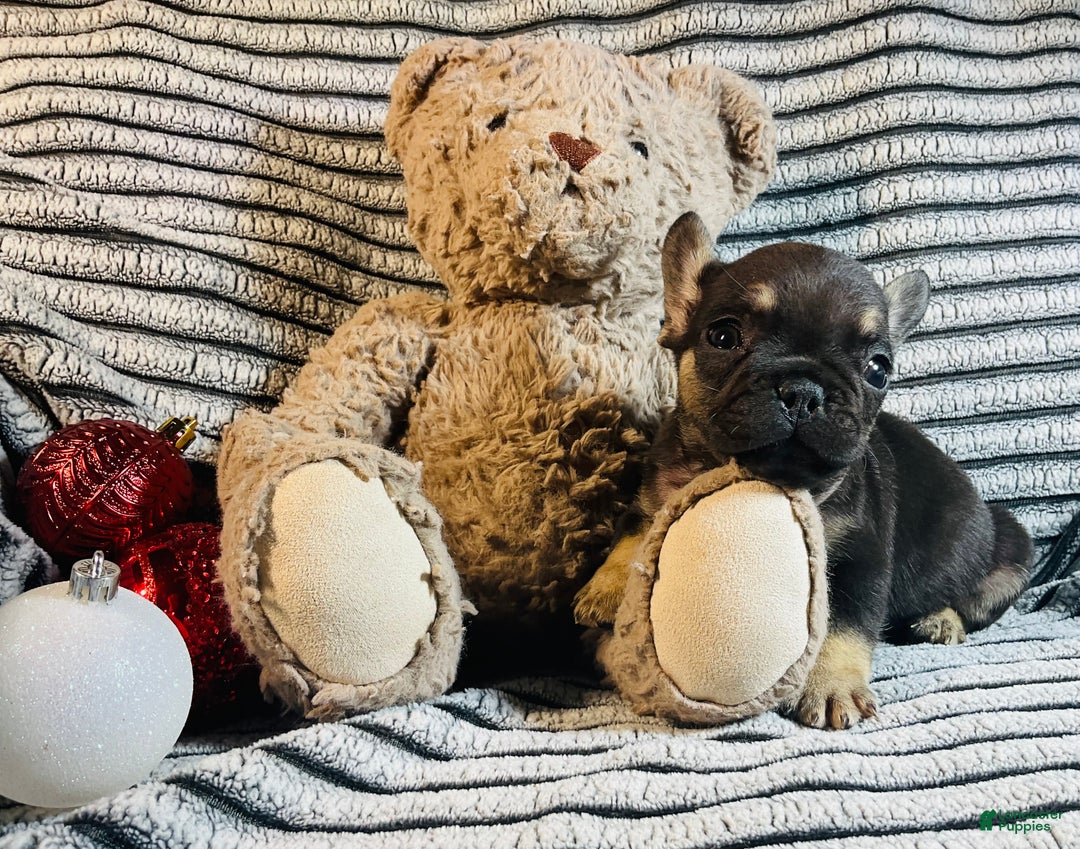 French Bulldog dogs for sale: Theo  - Ad 10
