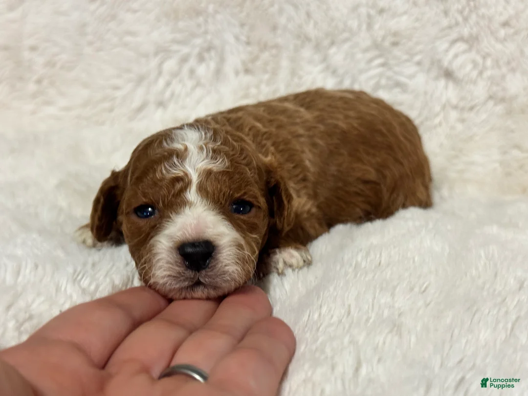 Toy Poodle dogs for sale: Teddy - Ad 2