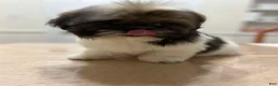 Shih Tzu dogs for sale: Benny - Ad 3