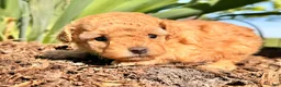 Toy Poodle dogs for sale: Iris  - Ad 4