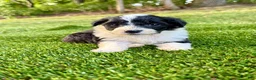 Portuguese Water Dog dogs for sale: Belle - Ad 7