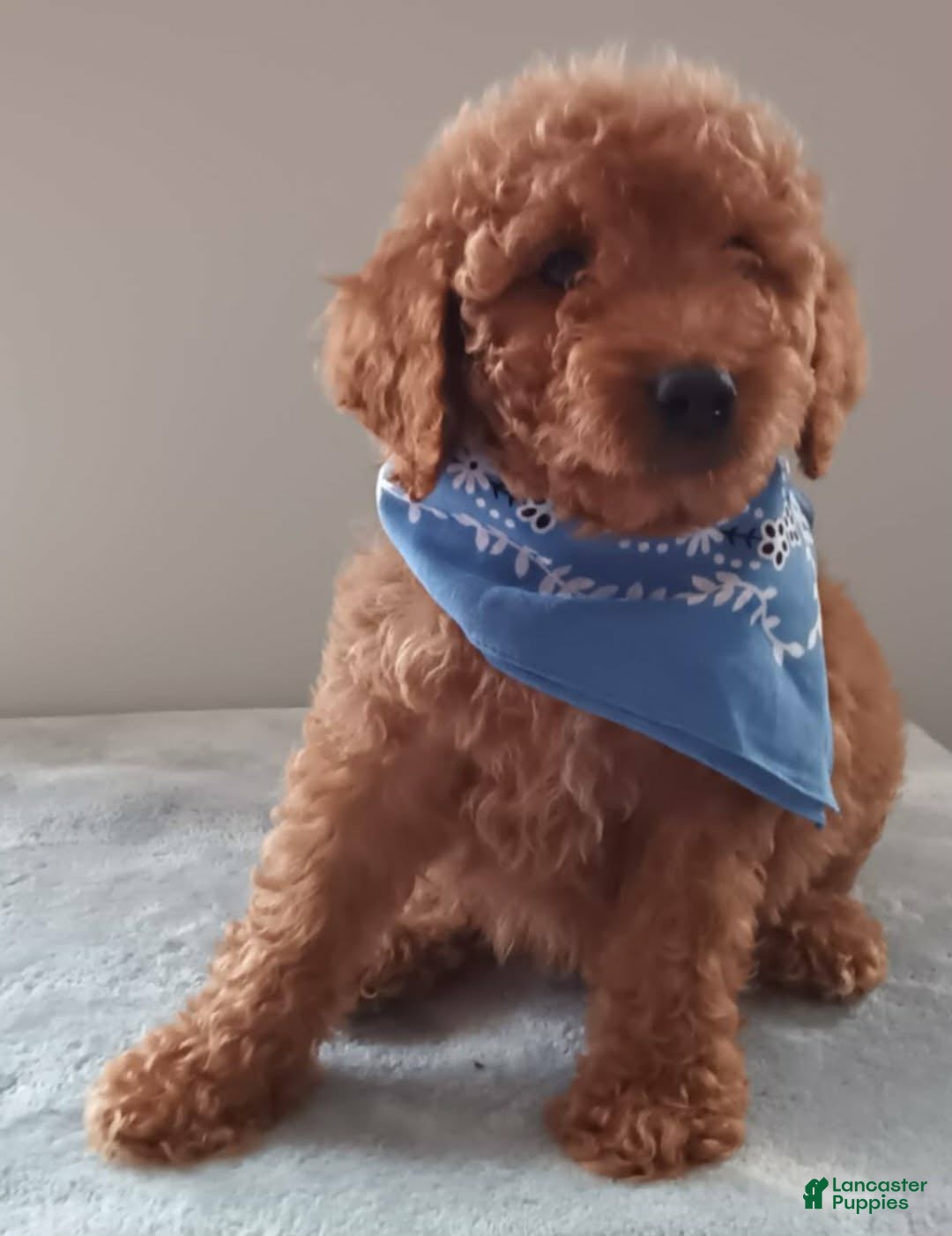 Goldendoodle dogs for sale: Little Bear  - Ad 4
