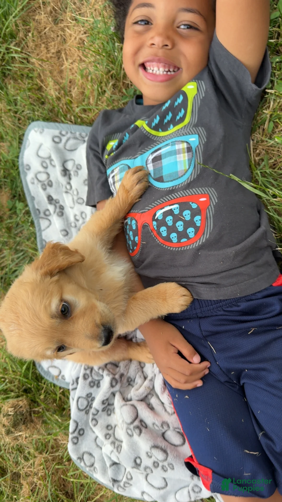 Golden Retriever dogs for sale: Male Golden Retriever 1 - Ad 1
