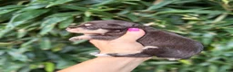 Miniature Schnauzer dogs for sale: Miniature Schnauzer 1 - Ad 3