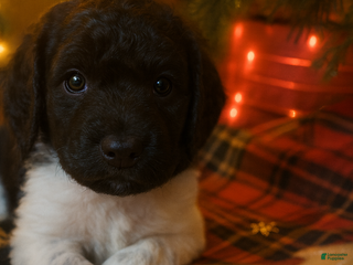 Standard Poodle dogs Standard Poodle Puppy 2 - Ad 5