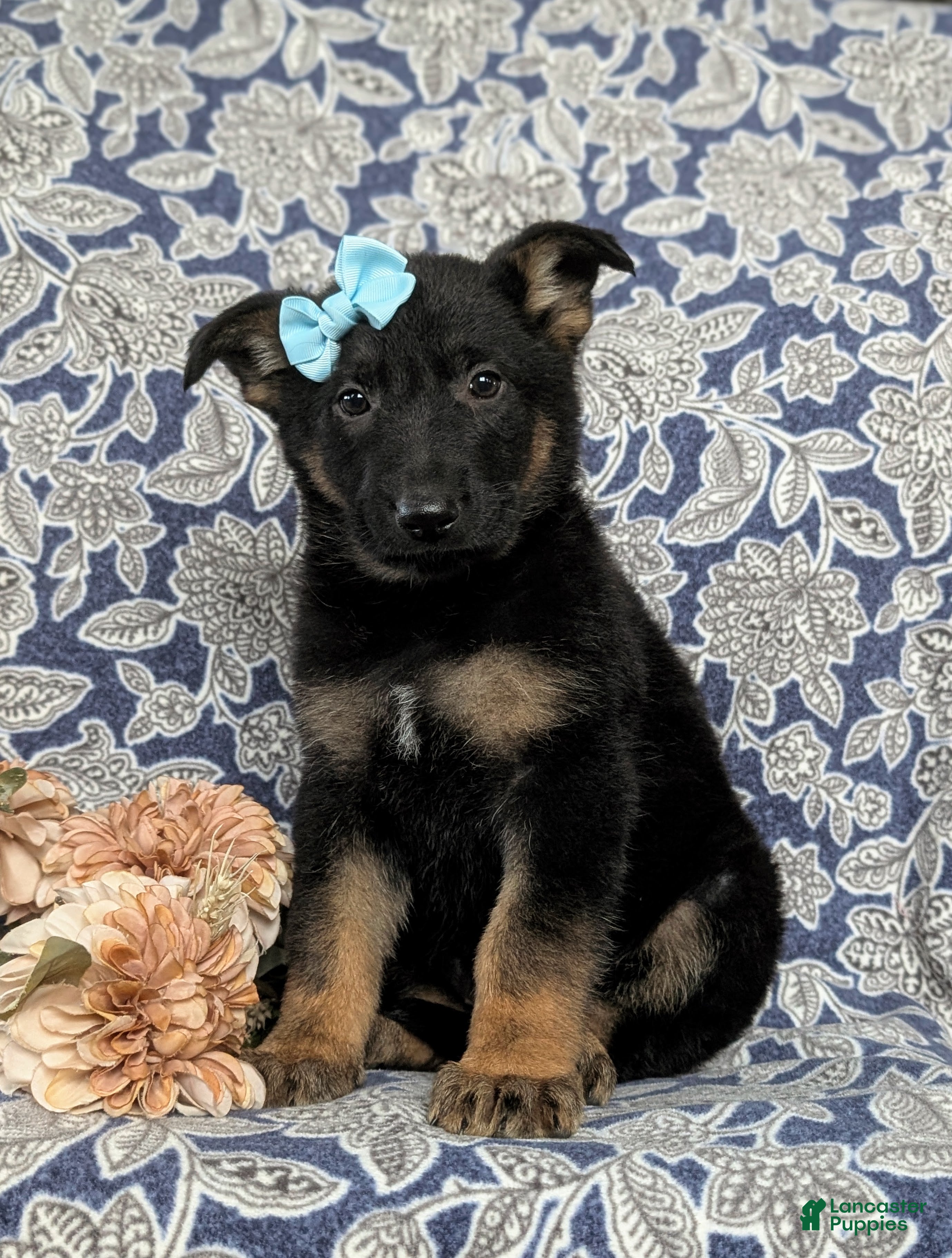 German Shepherd dogs for sale: Deandra - Ad 3