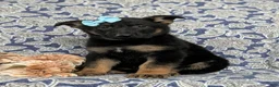 German Shepherd dogs for sale: Deandra - Ad 1