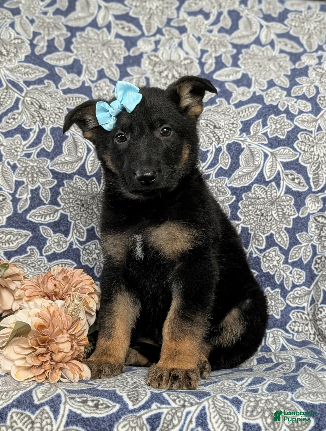 German Shepherd dogs for sale: Deandra - Ad 1