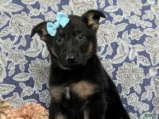 German Shepherd dogs Deandra - Ad 9