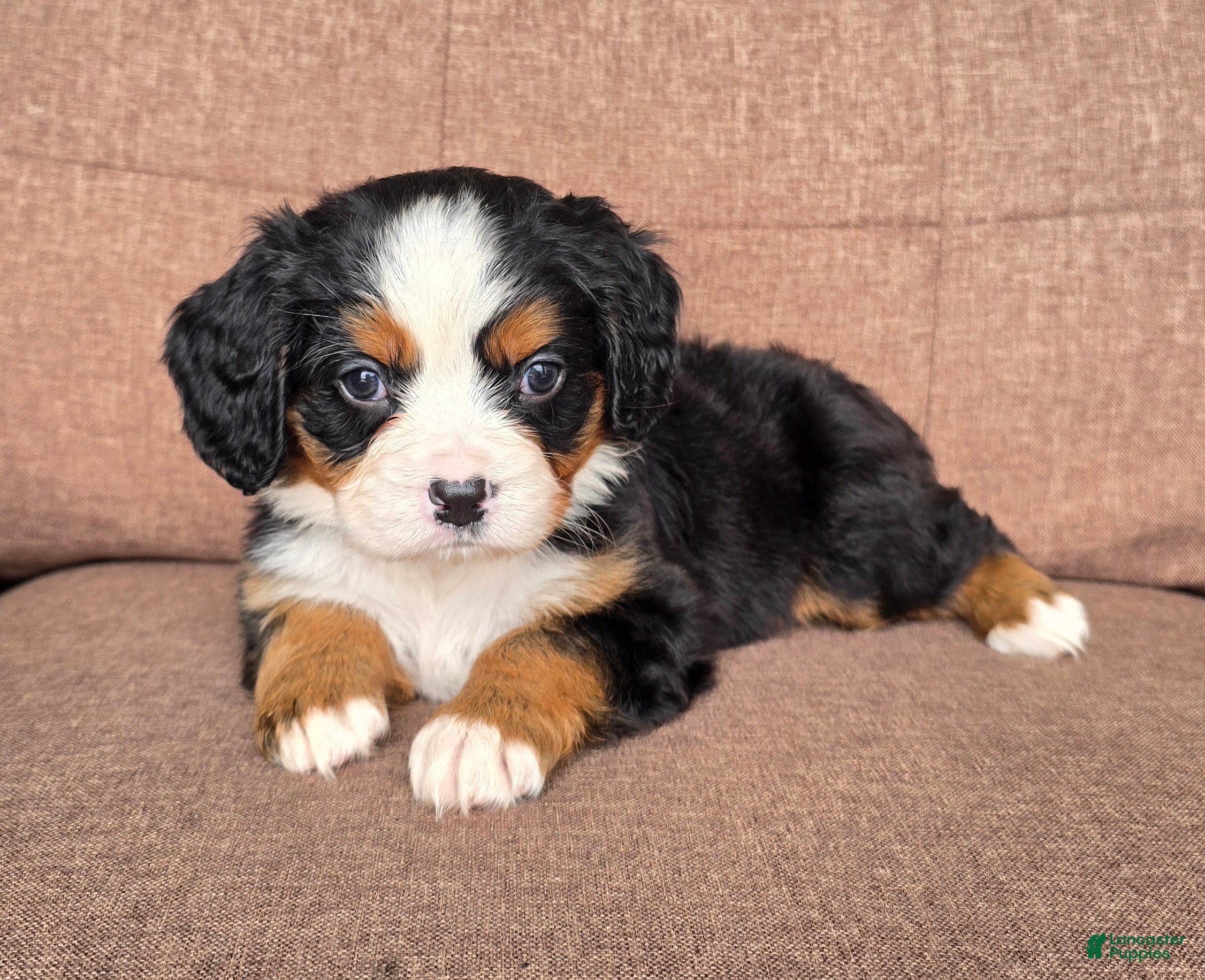 Miniature Bernese Mountain Dog dogs Cosmopolitan  - Ad 2