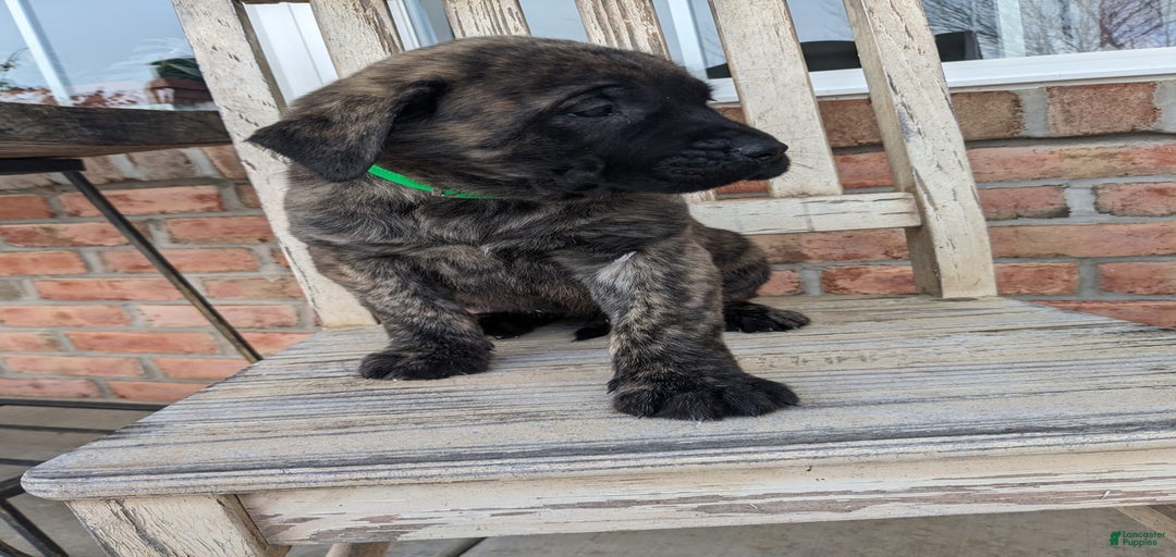 Gallery Image {{count}}