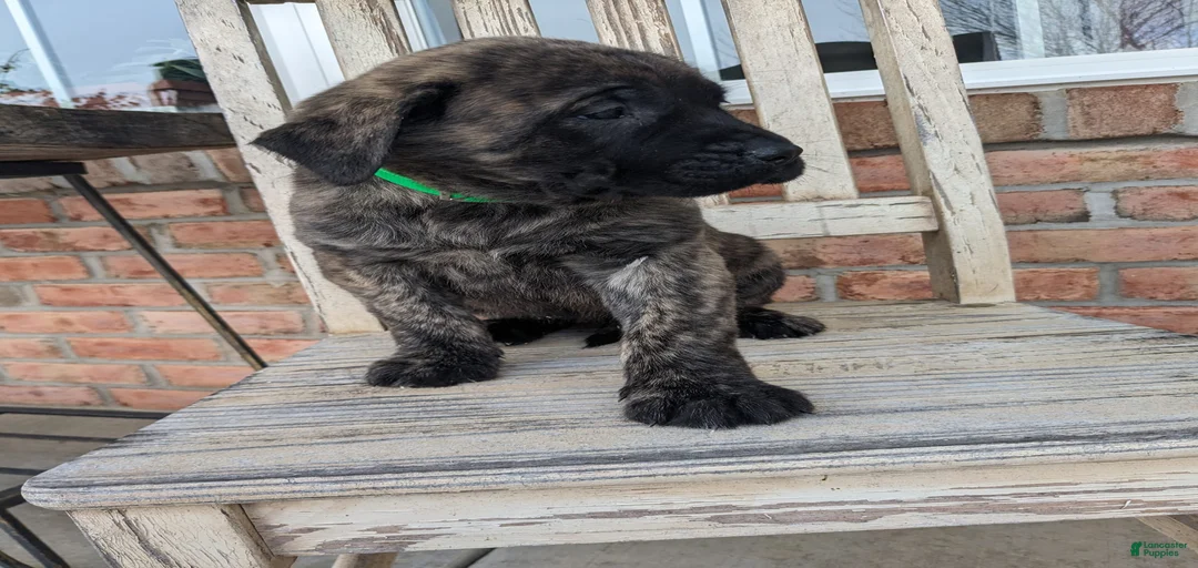 Gallery Image {{count}}