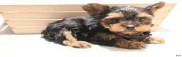 Yorkshire Terrier dogs for sale: TEACUP MAXX TEDDY FACE - Ad 1
