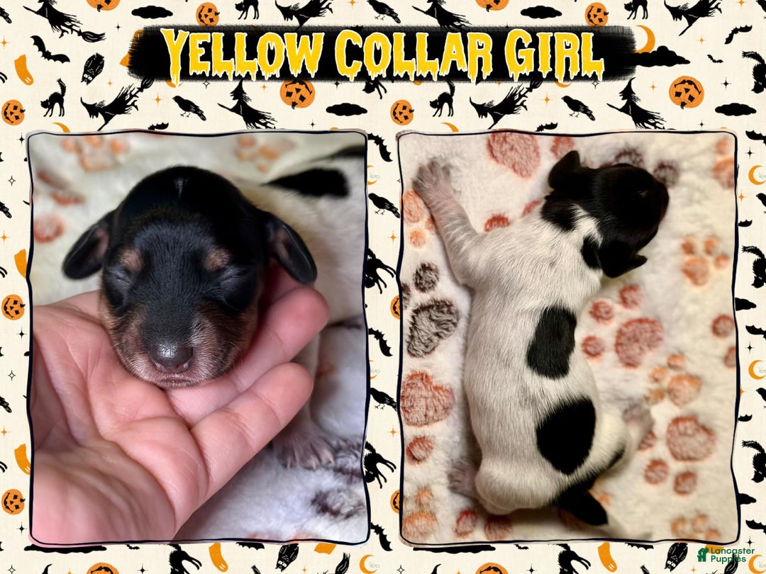 Miniature Dachshund dogs for sale: Yellow Collar Girl - Ad 4