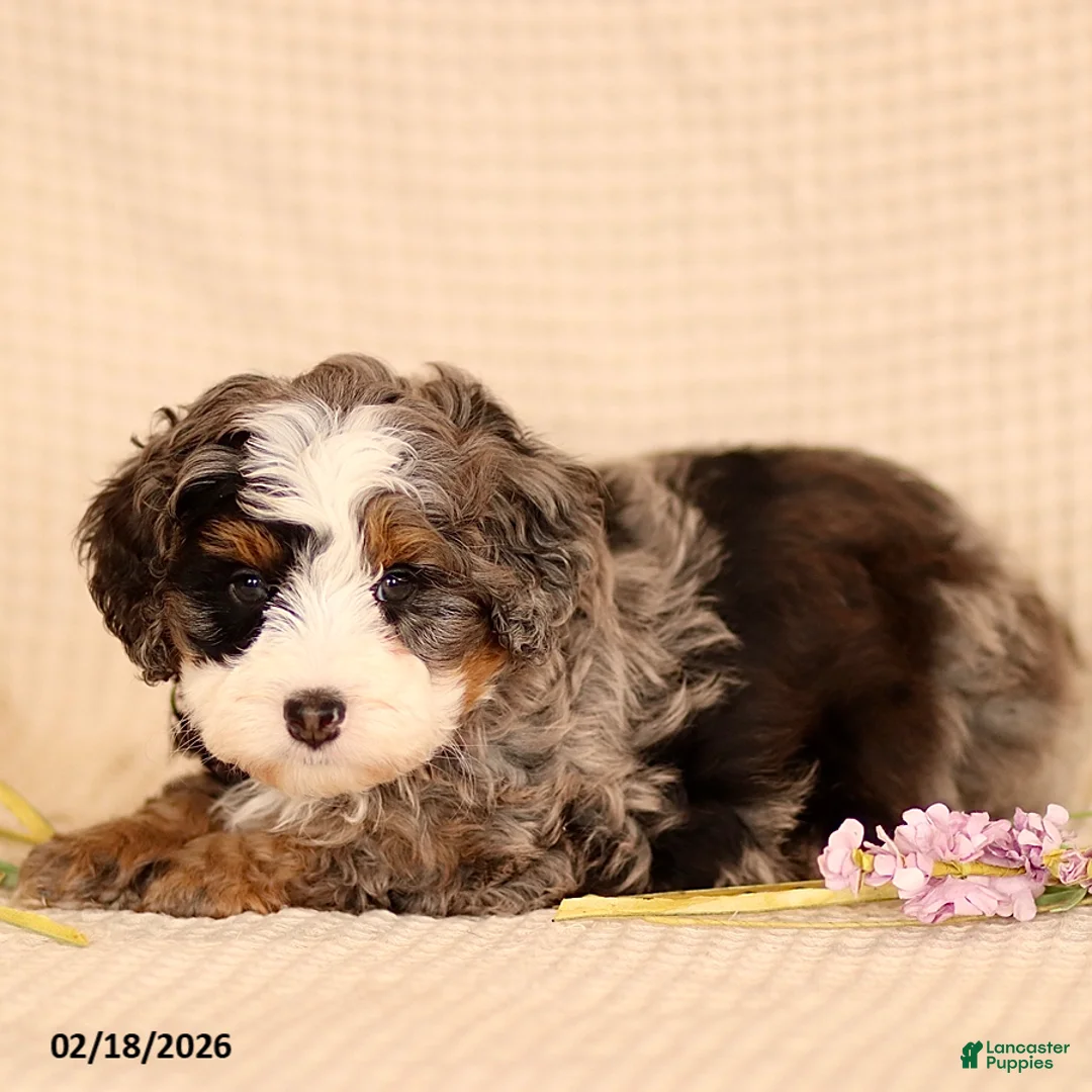 Mini Bernedoodle dogs for sale: Max - Ad 4