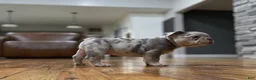 French Bulldog dogs for sale: PorkChop - Ad 4