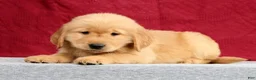 Golden Retriever dogs for sale: Theo - Ad 5