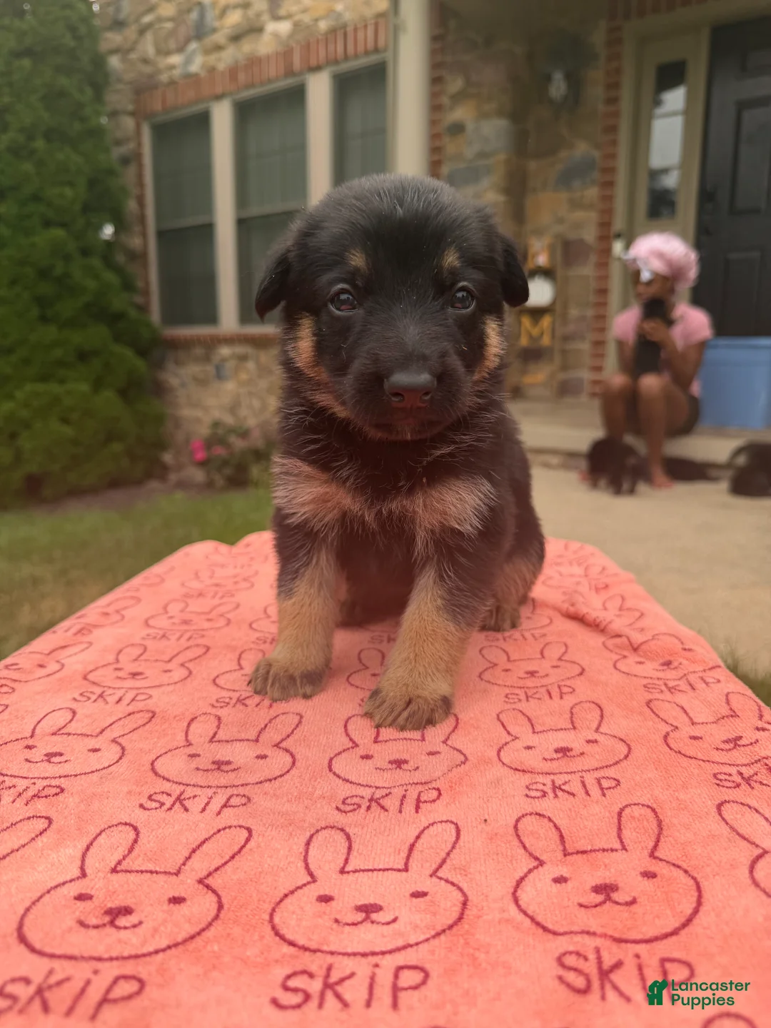 German Shepherd dogs for sale: Lila - Ad 2