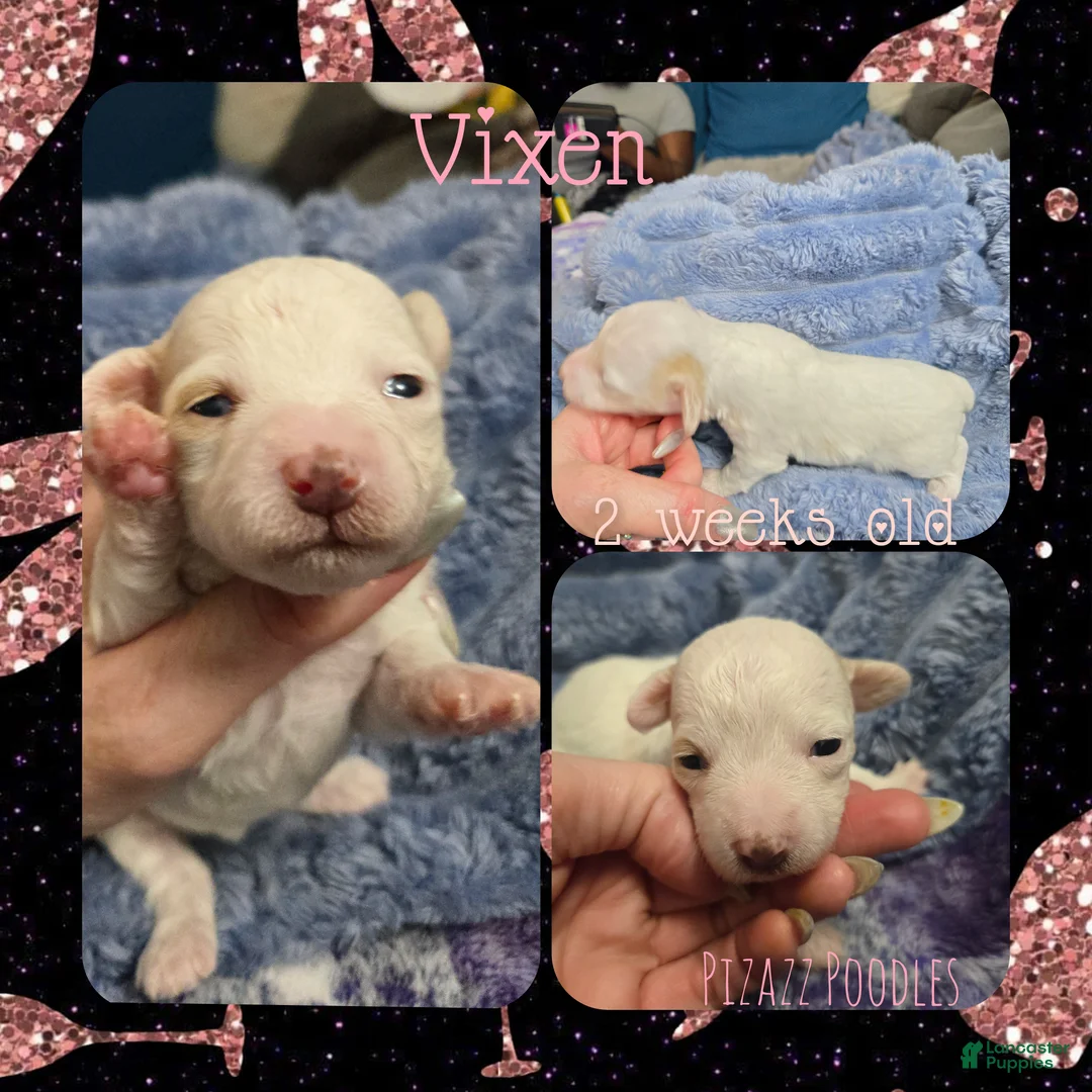 Miniature Poodle dogs for sale: Vixen - Ad 6
